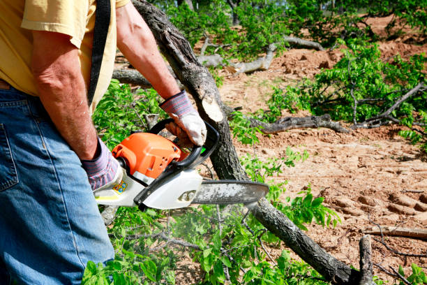 Trusted Carrabelle, FL Tree Service Experts